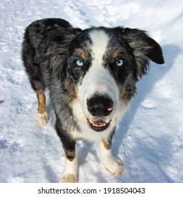 Blue Eyed Australian Shepard Dog