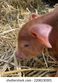 Blue Eyed Baby Piglet Closeup