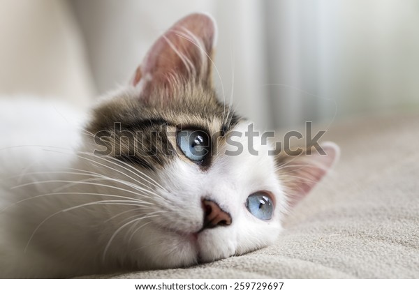 青い目の猫 の写真素材 今すぐ編集