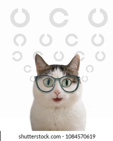 Blue Eyed Funny Smiling Cat In Eye Wear Sight Correction Glasses Close Up Photo With Rolling Eye Chart On Background