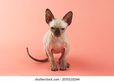 Blue eyed Hairless Canadian Sphynx Cat or kitten portrait on isolated pink background