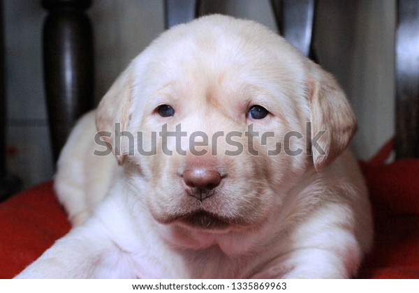 blue dog puppy lab