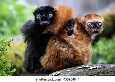 Blue Eyed Lemur Couple