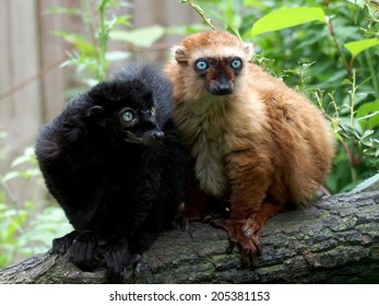 Blue Eyed Lemur Male And Female