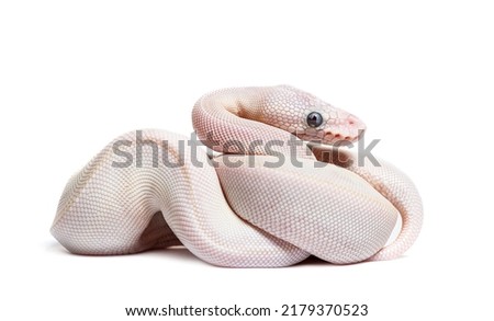 Blue Eyed Leucistic Python Regius , White snake, isolated on white