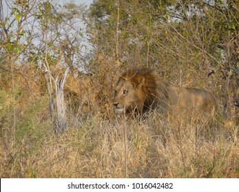 Blue Eyed Lion Stalking 