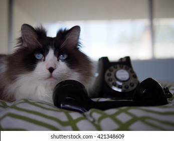 Himalayan Cat Sitting Images Stock Photos Vectors Shutterstock