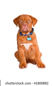 Blue Eyed Puppy With Blue Collar And Name Tag, Isolated