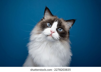 Blue eyed Ragdoll Cat looking at camera tilting head. Portrait on blue background with copy space