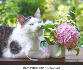 Blue Eyed Siberian Male Cat On Wooden Bench Chew Pink Hydrangea Mini Bouquet On The Blossom Summer Sun Garden Background