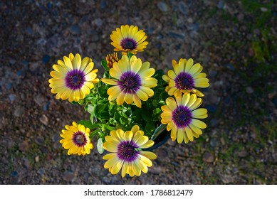 Blue Eyed Susan High Res Stock Images Shutterstock