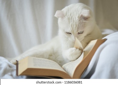 Blue Eyed White Cat Read The Book