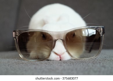 Blue Eyed White Netherland Dwarf Bunny With Sunglasses