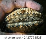 Blue eyes of Atlantic bay scallop (Argopecten irradians) held in local scalloper