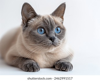 Blue Eyes Burmese Cat White Background - Powered by Shutterstock