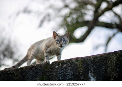 Blue Eyes Cat Climbing On The Wall