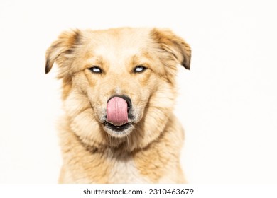 blue eyes dog with tongue out - Shutterstock ID 2310463679
