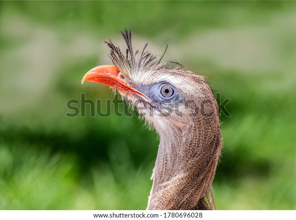 With blue eyes and orange red beak, the\
red-legged seriema (Cariama cristata), also known as the crested\
cariama, or crested seriema, is a mostly predatory bird inhabiting\
grasslands of South\
America.