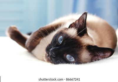 Blue Eyes Siamese Cat