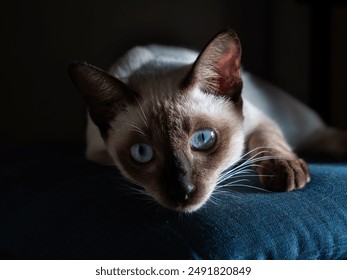 The Blue Eyes of Siamese Cat Looking at Camera and Lying on The Blue Cushion behind The Dark Background - Powered by Shutterstock