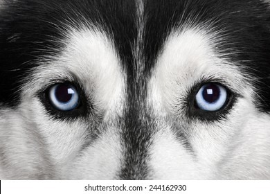 Blue Eyes. Siberian Husky