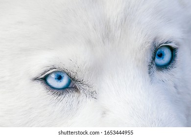 31,946 Siberian husky blue eyes Images, Stock Photos & Vectors ...