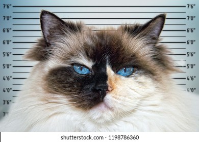 Blue Eyes White And Black Ragdoll Cat Portrait Police Mugshot Line Up