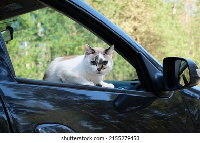 Blue eyes white cute cat look out of car window. Travel aesthetics - Shutterstock ID 2155279453