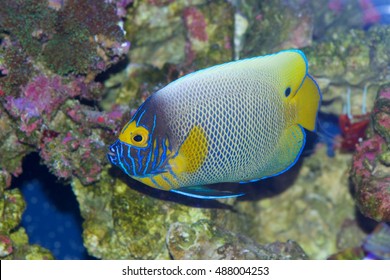 Blue faced angelfish, Pomacanthus xanthometopon, in transition between juvenile and adult colors  - Shutterstock ID 488004253