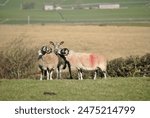 Blue faced leicester tup with two swaledale ewes