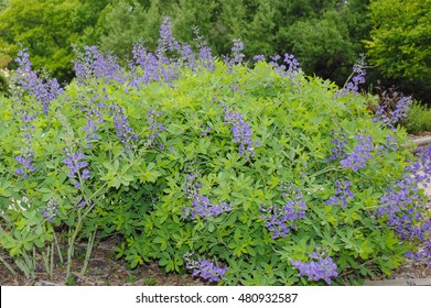 Blue False Indigo