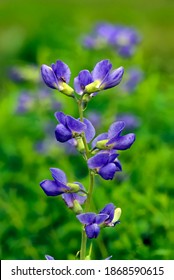 Blue false indigo flowers (Baptisia australis). An herbaceous perennial native to the prairies of North America. It is a flowering plant in the family Fabaceae and is toxic.