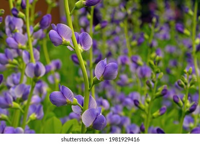 Blue false indigo known as blue wild indigo on a cloudy day in the garden. It is a flowering plant that is toxic.