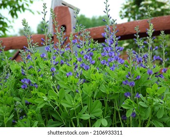 Blue false indigo or blue wild indigo (Baptisia australis) in flower (bloom) in a garden setting