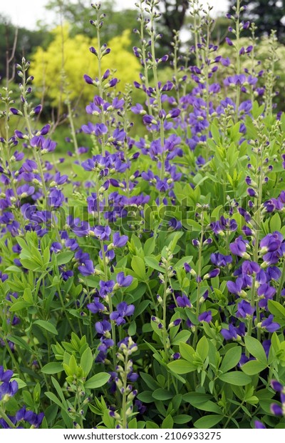 Blue false indigo or blue\
wild indigo (Baptisia australis) in flower (bloom) in a garden\
setting