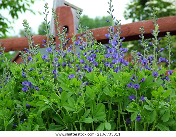 Blue false indigo or blue\
wild indigo (Baptisia australis) in flower (bloom) in a garden\
setting