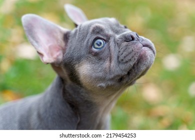 Blue Fawn French Bulldog Puppy - Shutterstock ID 2179454253