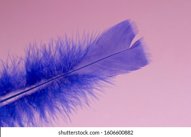 Blue Feather Boa On Light Board On The Left With Space For Text