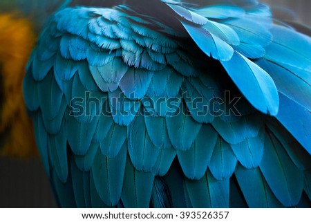 blue feather of macaw parrot