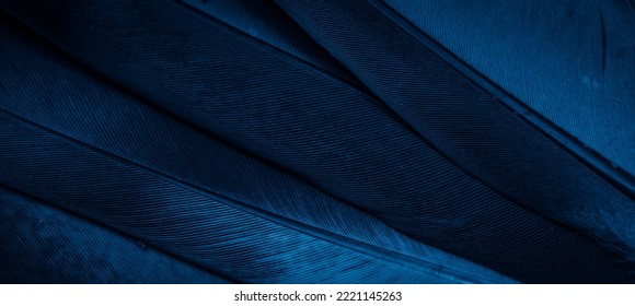 blue feather pigeon macro photo. texture or background - Powered by Shutterstock