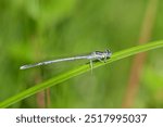 A Blue Featherleg damselfly (Platycnemis pennipes) resting on a leaf, sunny day in summer (Austria)