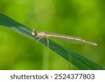 A Blue Featherleg damselfly (Platycnemis pennipes) resting on a leaf, sunny day in summer (Austria)