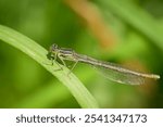 A Blue Featherleg damselfly (Platycnemis pennipes) resting on a leaf, sunny day in summer (Austria)