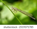 Blue Featherleg (Platycnemis pennipes) young male before turning blue sitting on a green stem - Baden-Württemberg, Germany                    