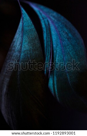 Blue feathers of an exotic bird on a black background. The feathers of a blue peacock on a dark background in the moonlight. Emerald peacock feather close up.