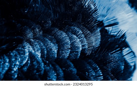 blue feathers with an interesting pattern. background