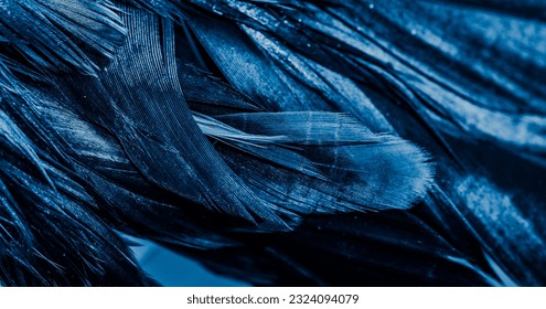 blue feathers with an interesting pattern. background