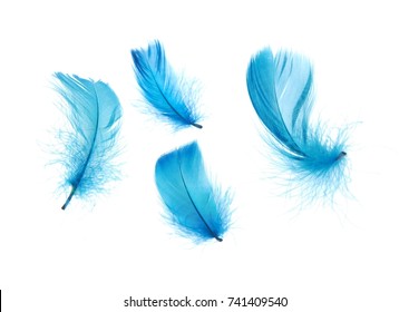 Blue feathers isolated on white background 