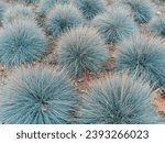 Blue Fescue, festuca glauca, blue oat grass, festuca ovina, ball fescue, ornamental grass 