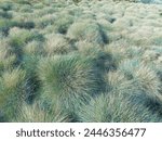 Blue Fescue, festuca glauca, blue oat grass, festuca ovina, ball fescue, ornamental grass 